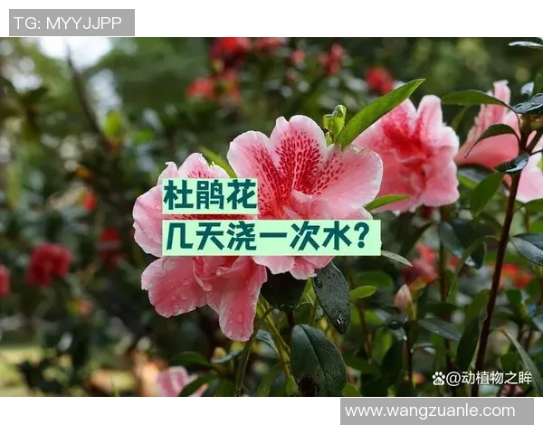 花卉种植技巧与环境优化实践探讨 如何提高植物生长质量和花卉产量